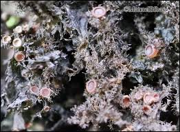 Attēlu rezultāti vaicājumam “Leptogium lichenoides”