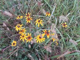 Attēlu rezultāti vaicājumam “Rudbeckia hirta var. pulcherrima flower”
