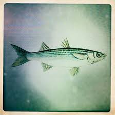 Image result for Liza ramada