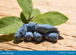 Attēlu rezultāti vaicājumam “Lonicera caerulea var. pallasii fruit”