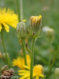 Attēlu rezultāti vaicājumam “Crepis biennis”