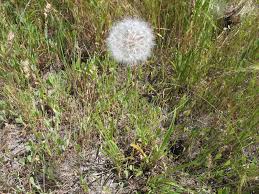 Image result for Agoseris major