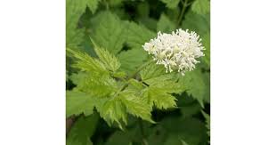 Attēlu rezultāti vaicājumam “Actaea spicata flower”