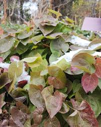 Attēlu rezultāti vaicājumam “Berberidaceae”