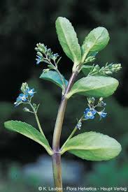 Attēlu rezultāti vaicājumam “Veronica beccabunga”