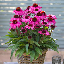 Image result for Echinacea Lustre hybrids