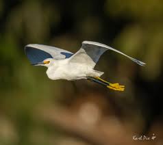 Image result for Egretta thula