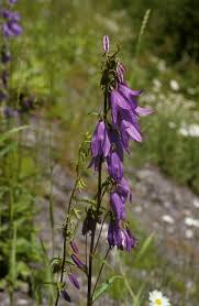 Image result for Campanula rapunculoides