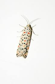 Attēlu rezultāti vaicājumam “Hepialus lupulinus”