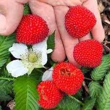 Attēlu rezultāti vaicājumam “Rubus illecebrosus”