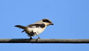 Image result for Lanius minor