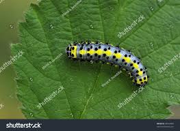 Attēlu rezultāti vaicājumam “Diloba caeruleocephala”