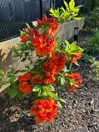 Attēlu rezultāti vaicājumam “Rhododendron calendulaceum flower”