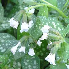 Image result for Pulmonaria officinalis