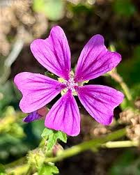 Image result for Malva sylvestris