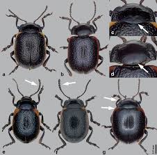 Attēlu rezultāti vaicājumam “Chrysolina sanguinolenta”