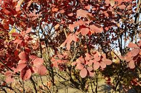 Attēlu rezultāti vaicājumam “Cotinus coggygria leaf”