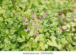 Image result for Anthriscus cerefolium