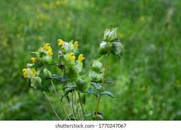 Attēlu rezultāti vaicājumam “Hoplia parvula”