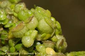 Attēlu rezultāti vaicājumam “Lemna gibba”