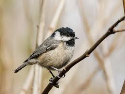 Attēlu rezultāti vaicājumam “Periparus ater adult”