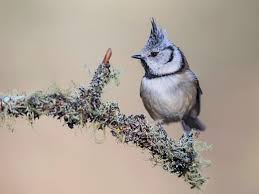Attēlu rezultāti vaicājumam “Lophophanes cristatus adult”