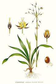 Attēlu rezultāti vaicājumam “Luzula pilosa leaf”