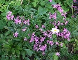 Image result for Lychnis flos-cuculi