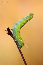 Attēlu rezultāti vaicājumam “Mimas tiliae”