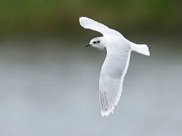 Attēlu rezultāti vaicājumam “Larus minutus”