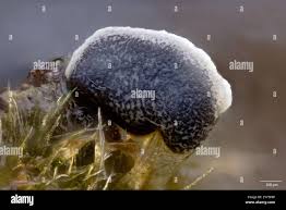 Attēlu rezultāti vaicājumam “Physarum bivalve”