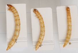 Attēlu rezultāti vaicājumam “Prionychus ater”