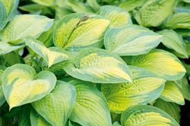 Attēlu rezultāti vaicājumam “Hosta sp. leaf”