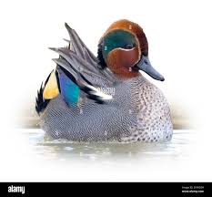 Attēlu rezultāti vaicājumam “Anas crecca”