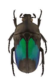 Attēlu rezultāti vaicājumam “Gaurotes virginea”