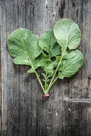 Image result for Radieschen