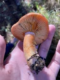 Attēlu rezultāti vaicājumam “Lactarius deterrimus”