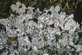 Attēlu rezultāti vaicājumam “Physconia detersa”