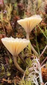 Attēlu rezultāti vaicājumam “Lichenomphalia umbellifera”