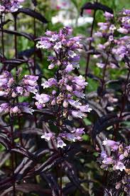 Attēlu rezultāti vaicājumam “Diderma tigrinum stalked”