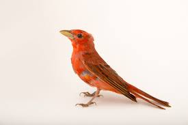 Image result for Piranga rubra