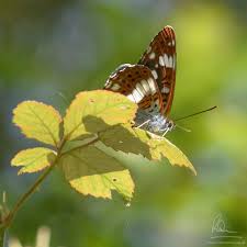 Attēlu rezultāti vaicājumam “Limenitis camilla underside”