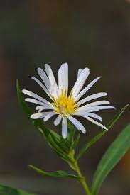 Image result for Aster lanceolatus