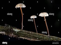 Attēlu rezultāti vaicājumam “Marasmius sp.”