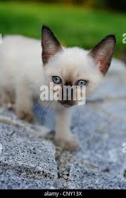 Attēlu rezultāti vaicājumam “Felis silvestris catus juvenile”