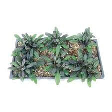 Attēlu rezultāti vaicājumam “Ajuga reptans bud”