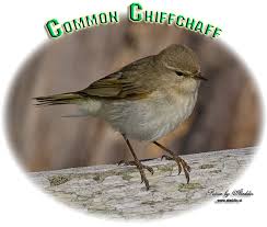 Attēlu rezultāti vaicājumam “Phylloscopus collybita adult”