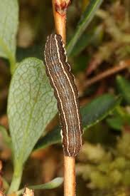 Attēlu rezultāti vaicājumam “Cerastis rubricosa”