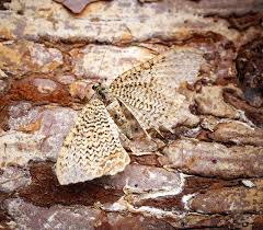 Attēlu rezultāti vaicājumam “Hydria undulata”