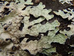 Attēlu rezultāti vaicājumam “Parmelia sulcata”